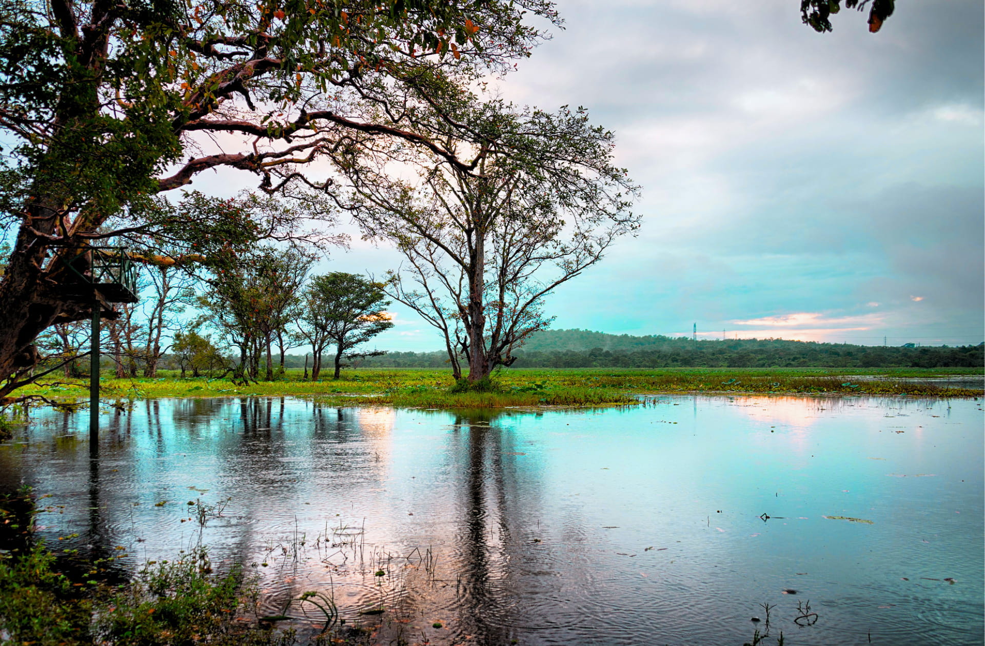 The calm, reflective surface of Habarana Lake surrounded by lush green trees and dry-zone vegetation in Sri Lanka