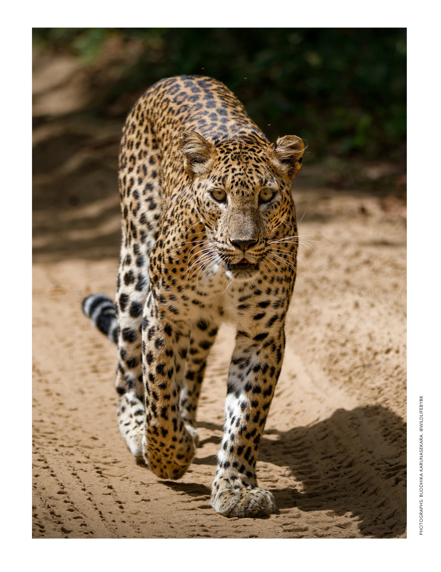 LUXESIO Sri Lanka : Wildlife & National Parks Interior